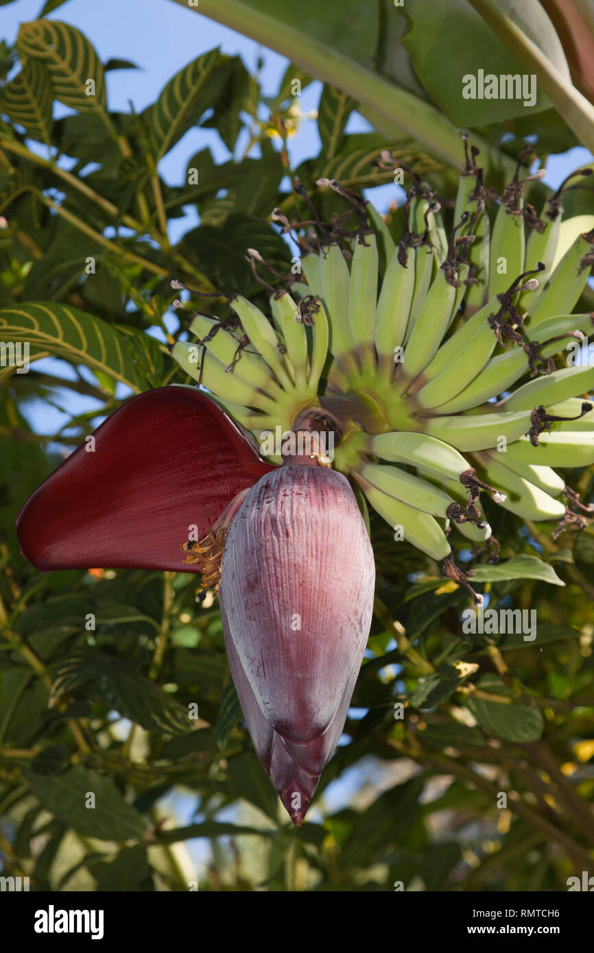 Banane, banana tree (Musa), infiorescenza e blossom, banana blossom, foglie di banano, piantagione di banane, Thailandia, Asia Foto Stock