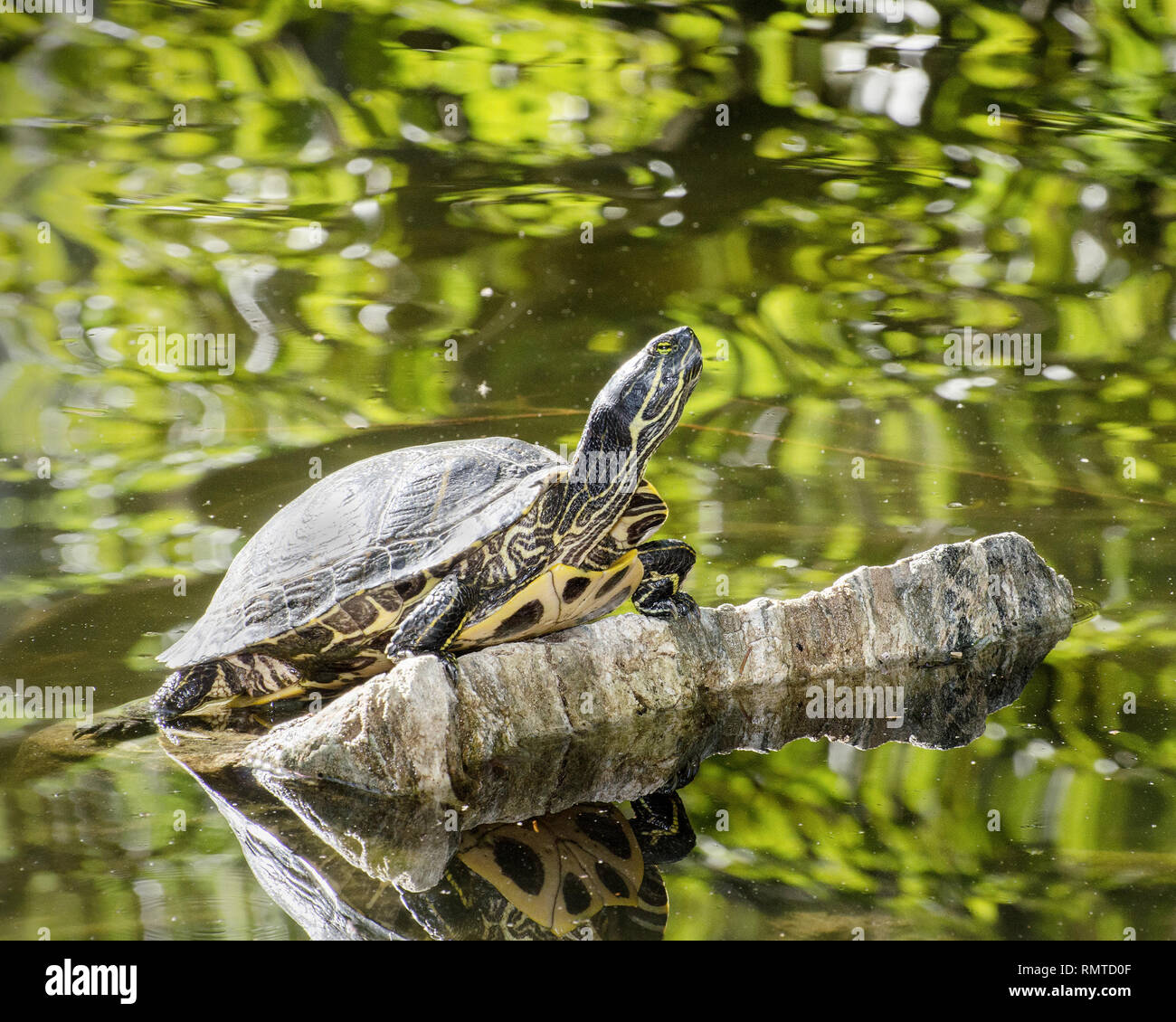 Un rosso-eared slider turtle (Trachemys scripta elegans) si crogiola al sole, Franklin Canyon, Los Angeles, CA, Stati Uniti d'America. Foto Stock