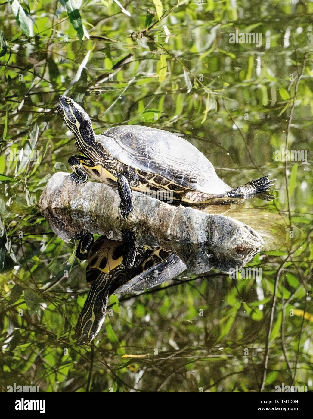 Un rosso-eared slider turtle (Trachemys scripta elegans) si crogiola al sole, Franklin Canyon, Los Angeles, CA, Stati Uniti d'America. Foto Stock