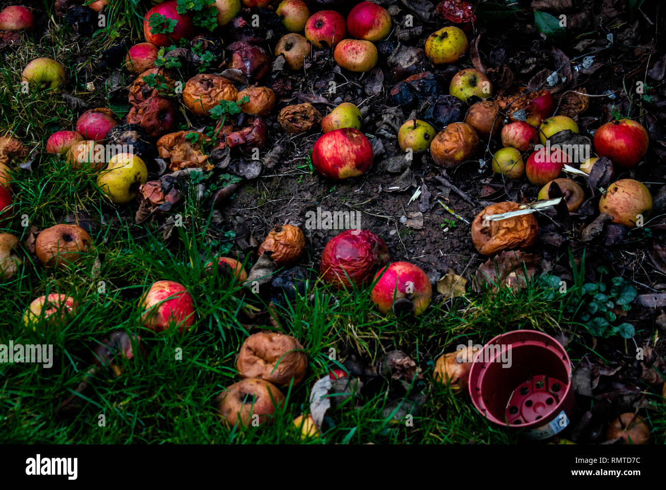 Mele marce Foto Stock