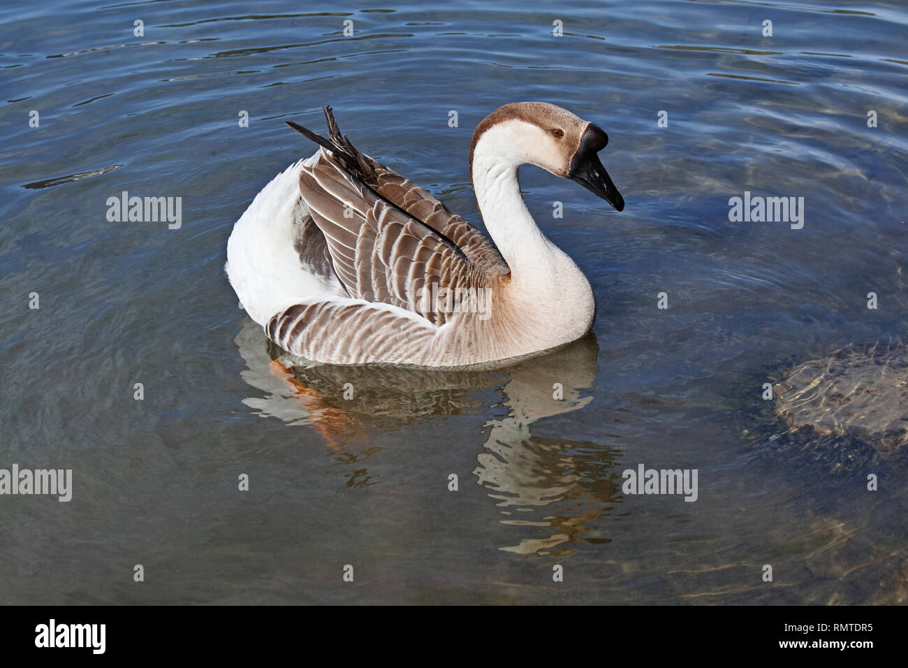 Campione di oca cinesi in acqua Foto Stock