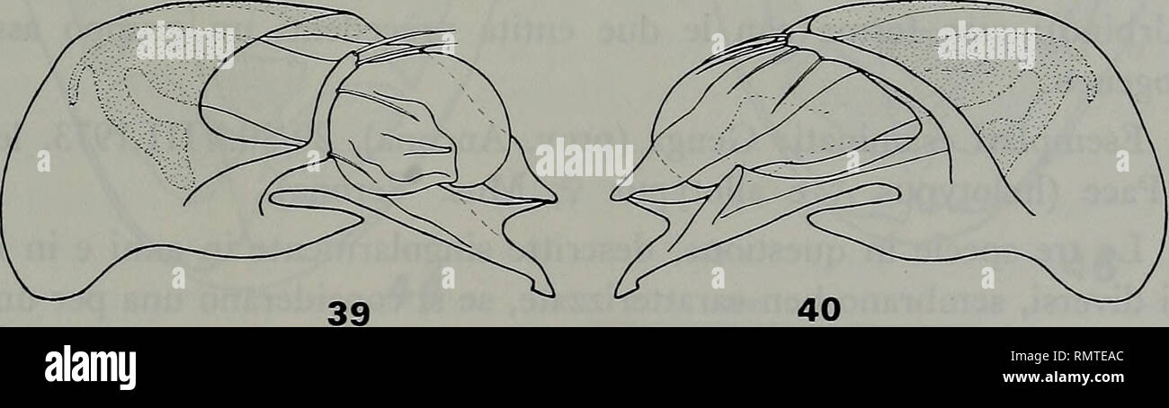 . Annali del Museo civico di Storia Naturale Giacomo Doria. Storia naturale. Fig. 35: edeago in visione laterale sinistra, di (J di Entomoculia hadriatica Ritmo (holo- typus di Genga); fig. 36: id. in vis. lat. destra; fig. 37: edeago in visione laterale si- nistra, di e? Di E. apuana Ritmo (holotypus di Stazzema) ; la fig. 38: id., in vis. lat. destra; fig. 39: edeago in visione laterale sinistra, di E. maremmana Ritmo (holotypus dei M.ti dell'Uccellina) ; la fig. 40: id., in vis. lat. destra.. Si prega di notare che queste immagini vengono estratte dalla pagina sottoposta a scansione di immagini che possono essere state migliorano in modo digitale Foto Stock