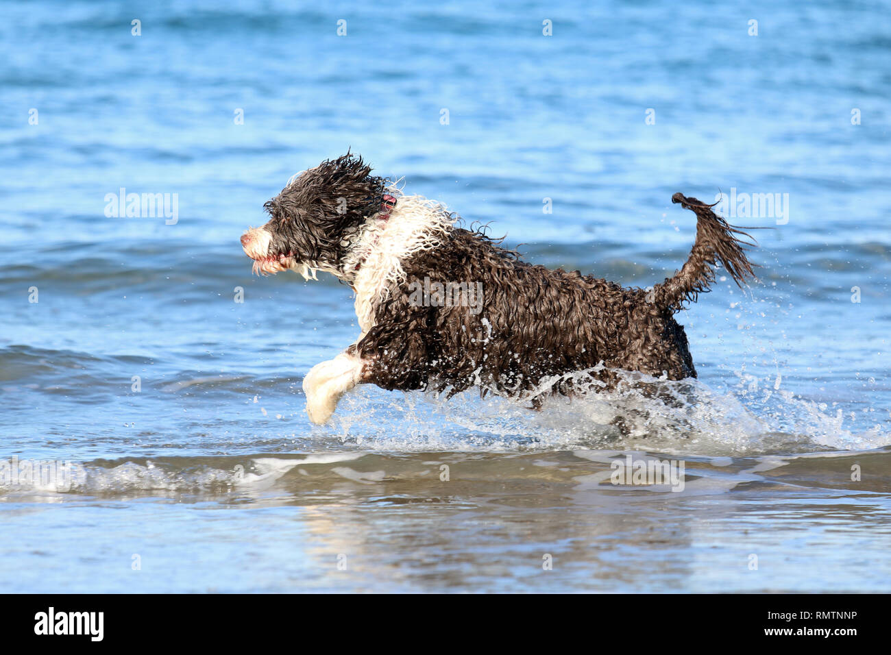 Un marrone e bianco acqua portoghese cane che corre attraverso le onde all'oceano. Foto Stock