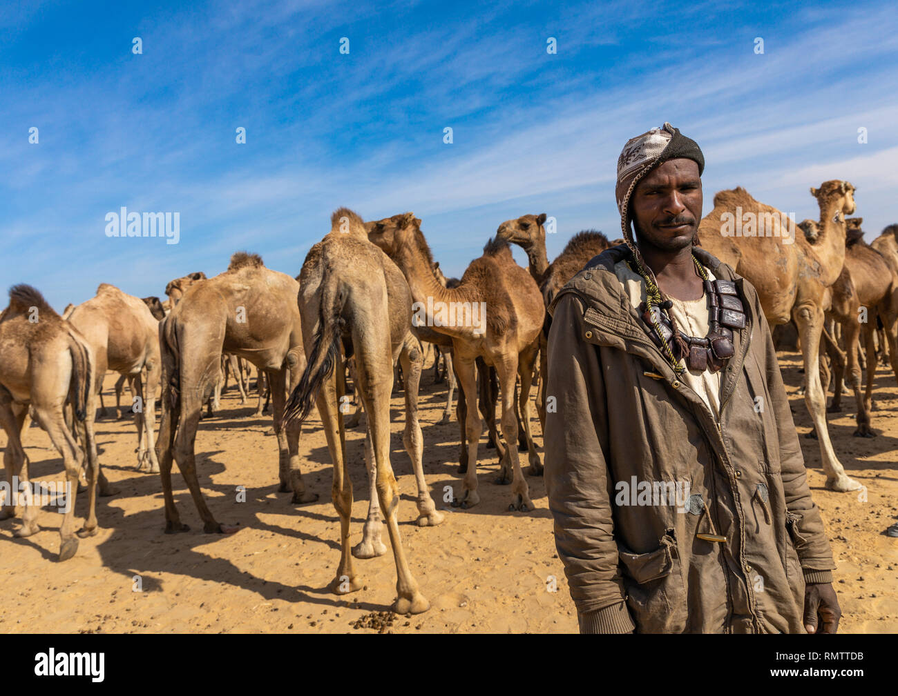 Sudanesi allevamento di cammelli, la Nubia, Old Dongola, Sudan Foto Stock
