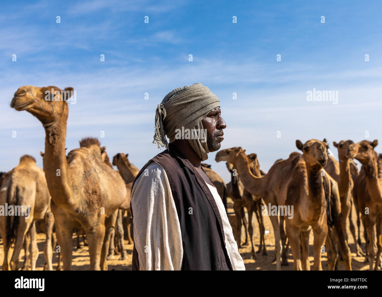 Sudanesi allevamento di cammelli, la Nubia, Old Dongola, Sudan Foto Stock
