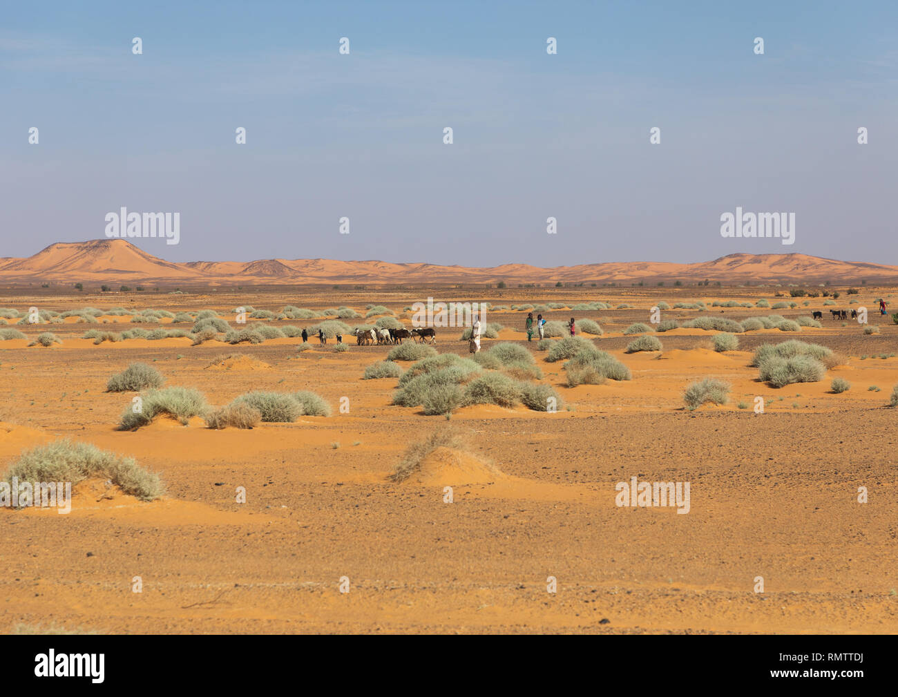Una mandria di mucche nel deserto, la Nubia, Old Dongola, Sudan Foto Stock