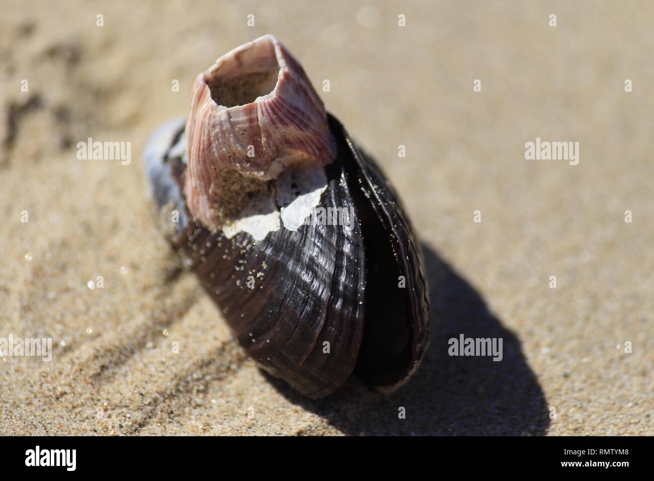 Nahaufnahme einer Muschel sabbia im Foto Stock