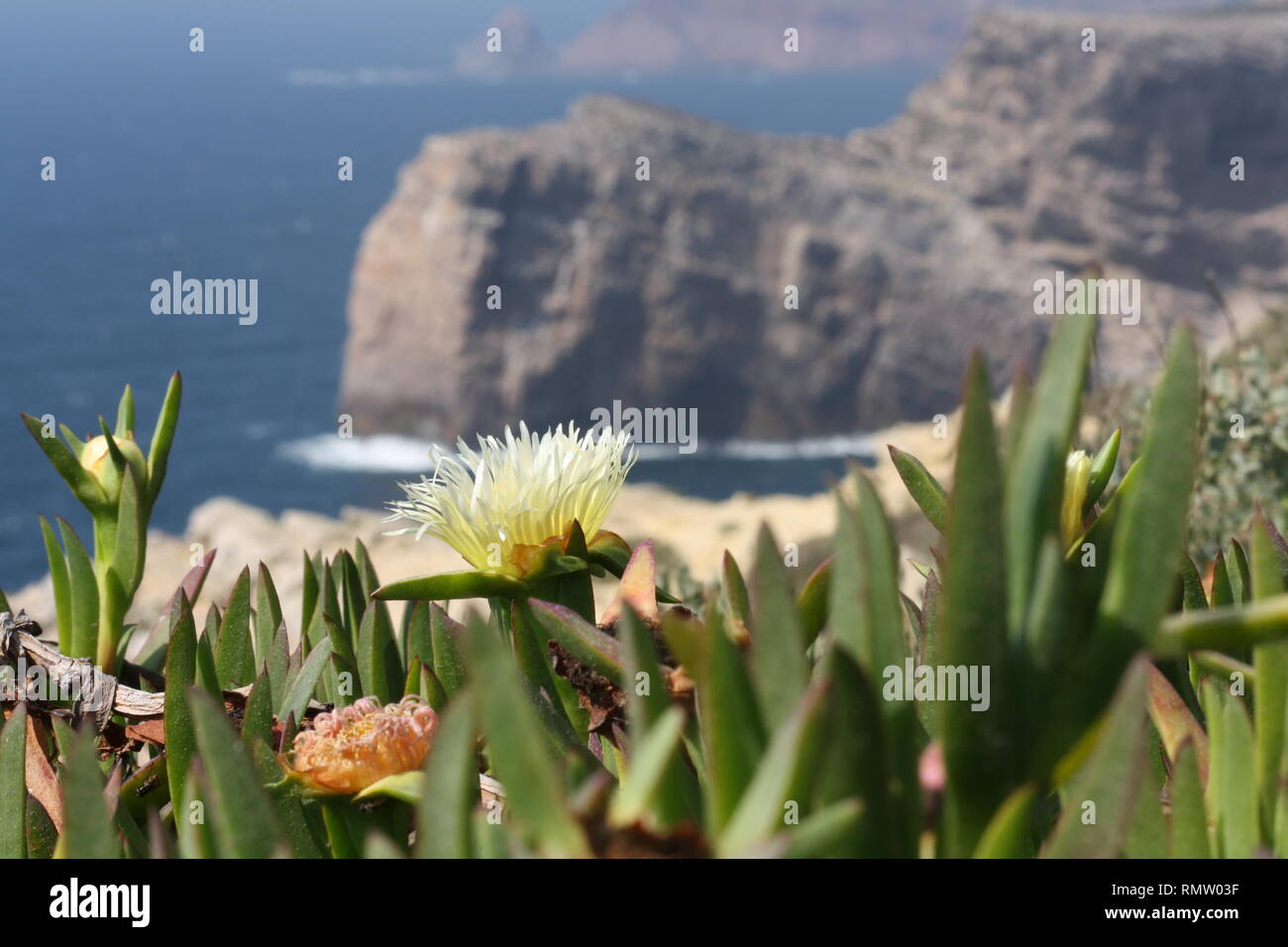 Blühende Sukulente Pflanzen im Frühjahr im Hintergrund Klippen und Wasser Foto Stock