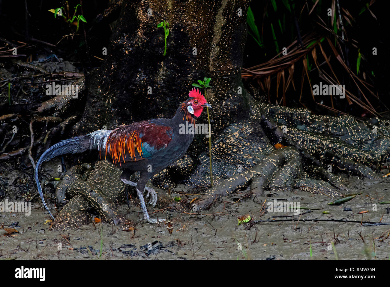 Red junglefowl, Gallus gallus, maschio, rovistando su mudflat, Sundarban) Riserva della Tigre, West Bengal, India Foto Stock