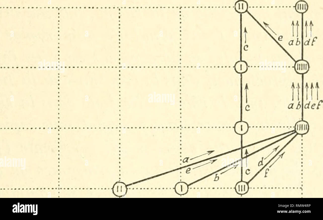 . Annales des Sciences Naturelles. Piante; biologia. DÉTERMLNATIO.N DES INTENSITÉS LL'MLNKLSES Ol'PER TIMA 1[ nique; su constaterait alors que pendant tout le cours du déve- loppement, les racines, comme les tiges, s'allongent d'plus autant que les parti aériennes des plantes sont soumises à uu éclairement plus fail)le. 2" la lumière agit encore indirectement sur la croissance des racines, comme sur celles des tiges, par suite du rôle (pTcllc joue dans rassiniilation cloro|)liyllienne. Lorsque les plantes ont épuisé les réserves de la graine, la croissance de la racine est intluencée par l Foto Stock