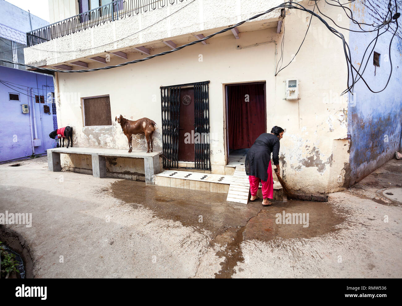 AGRA, Uttar Pradesh, India - Febbraio 24, 2015: donna indiana pulizia di casa sua con la scopa, Capra in piedi vicino alla strada stretta del Taj Ganj distretto. Foto Stock