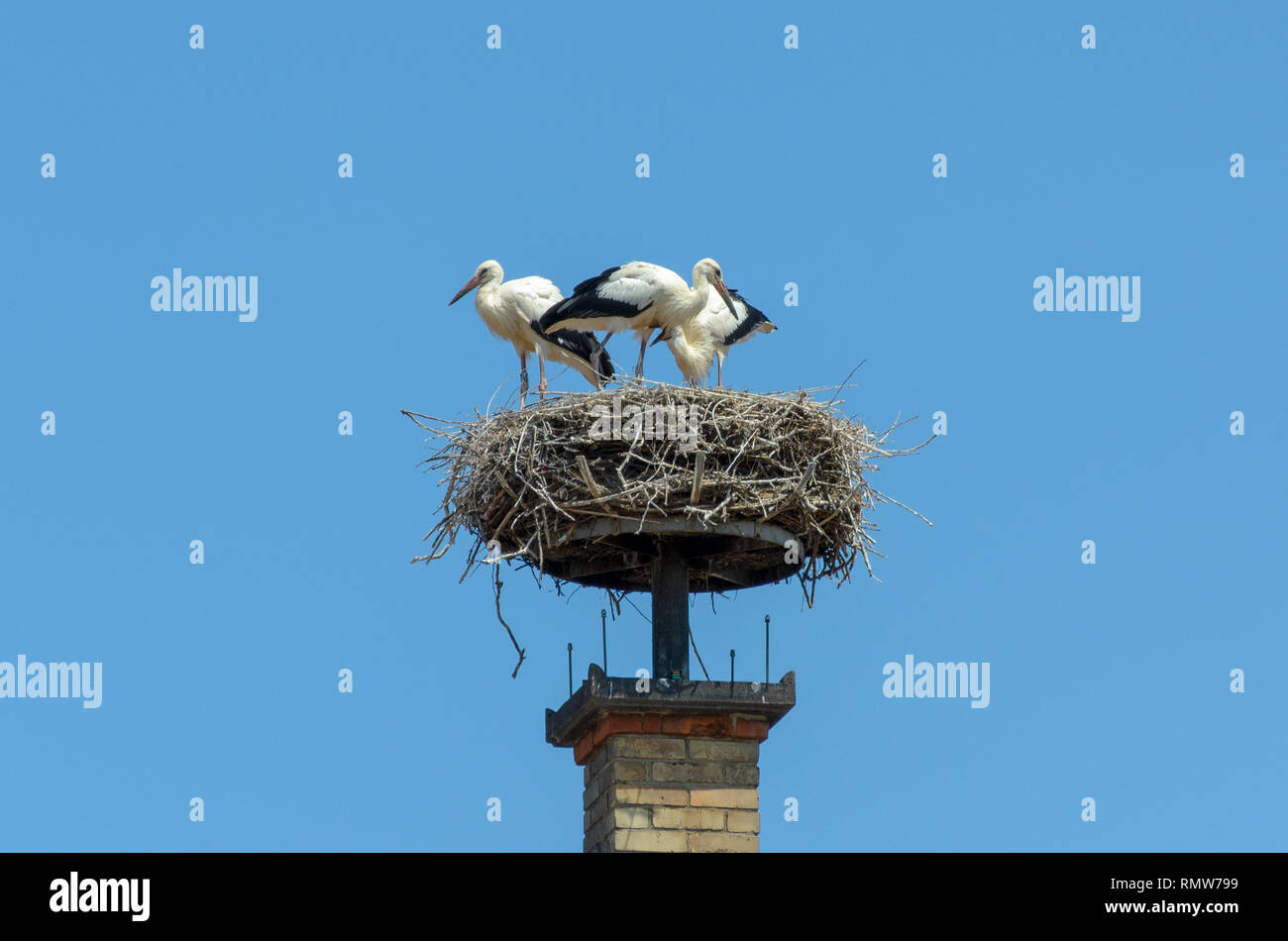 Cicogne nidificano fissato alla parte superiore del camino di mattoni al di sopra di due colori tetto incastrata con i gabbiani in piedi sul nido Foto Stock