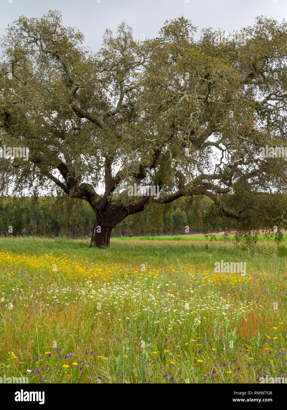 Un albero di sughero nei pressi del villaggio di Vale Seco nel sud del Portogallo. Il sughero è il phellem strato di tessuto di corteccia raccolte da querce da sughero ogni 15 anni. Cork Foto Stock
