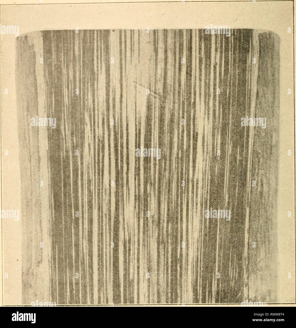 . Annales du Muse colonial de Marseille. Impianti -- Madagascar; piante tropicali. 52 H. JUMELLE II II. PËRRIER DE LA liATIMI. Ho, lUi arrondi en dessous ""I caréné en dessus ; il est couvert, pomme la gaine, de poils bruns et tribunali, disséminés. Sa lon- gueur esl de 2 m. ?".!&Gt; .1 3 mètres. Les segmenti i PL KXVIII). Fig. L2. - Sezione longitudinale d'onu tronc de Ravenea sambiranensis. Équidistants, sont roides, le oblique, lancéolés, étroits, terminés en pointe aiguë ; ils peuvent avoir 80 centimètres seulement de longueur sur 2centimètres de largeur. Sur les nervures sont d'assez nombreus Foto Stock