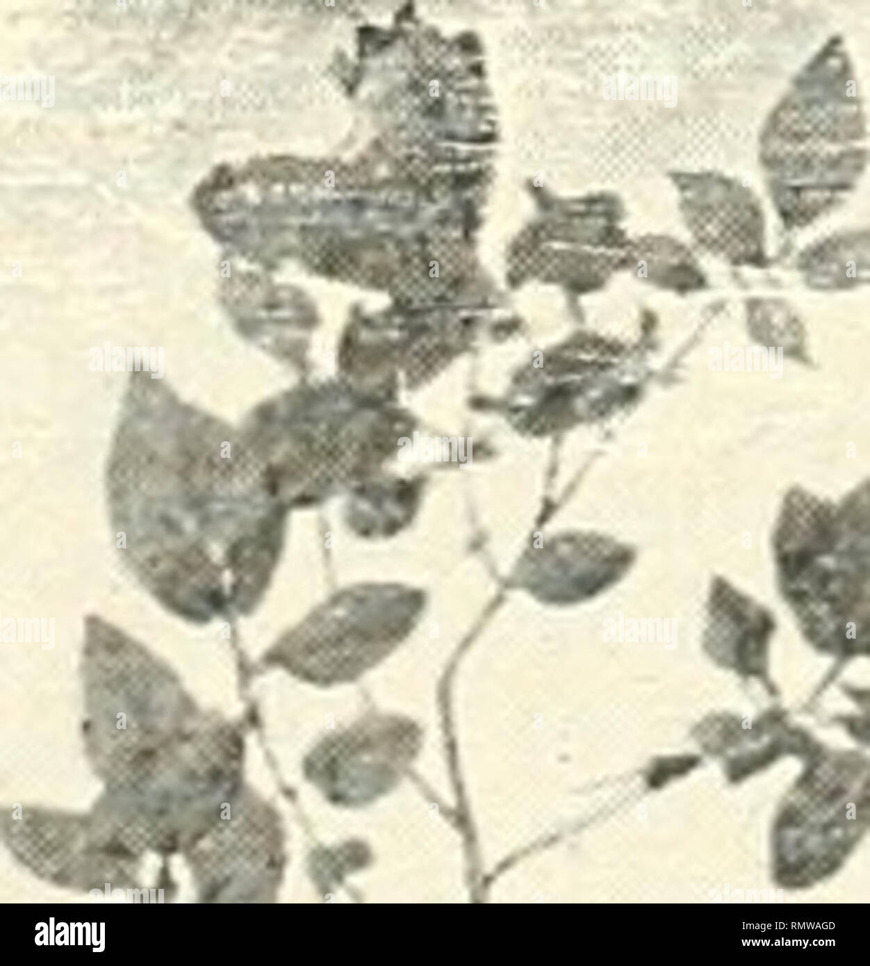 . Annales des Sciences Naturelles. Piante; biologia. Z-"^^ ^ 5 Fiy. 31. - Solnnu/tuhevusiun u. - Parti aéi-iennos des plantes cultivée:, éclairements aux 1, 2 et :&GT;, iV"Colt/'es au iiiomenl de la floraison. de^ Pigures 31 et 32, qu'Au delà momento floraison, les tiges et les pétioles de Pomme de terre sont d'autant plus longs qu'ils. Si prega di notare che queste immagini vengono estratte dalla pagina sottoposta a scansione di immagini che possono essere state migliorate digitalmente per la leggibilità - Colorazione e aspetto di queste illustrazioni potrebbero non perfettamente assomigliano al lavoro originale. Parigi : Fortin, Masson Foto Stock