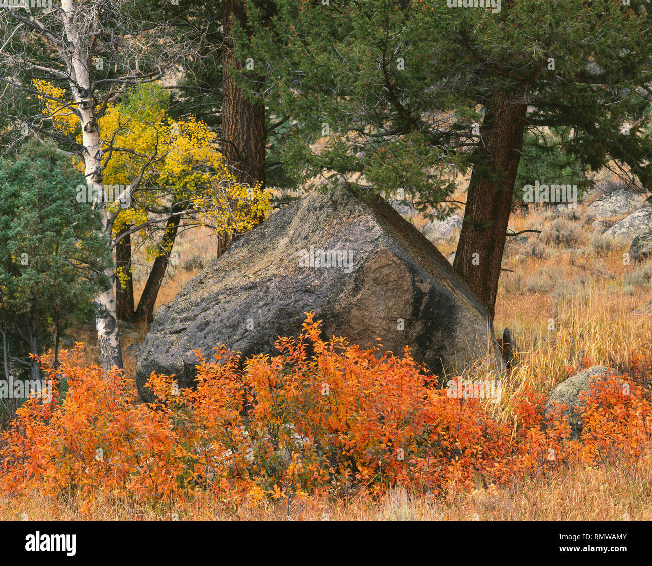 Stati Uniti d'America, Wyoming, il Parco Nazionale di Yellowstone, Choke ciliegia e vacilla aspen visualizzare colori autunnali nei pressi di alberi di pino e di origine glaciale irregolare nella Lamar Valley. Foto Stock