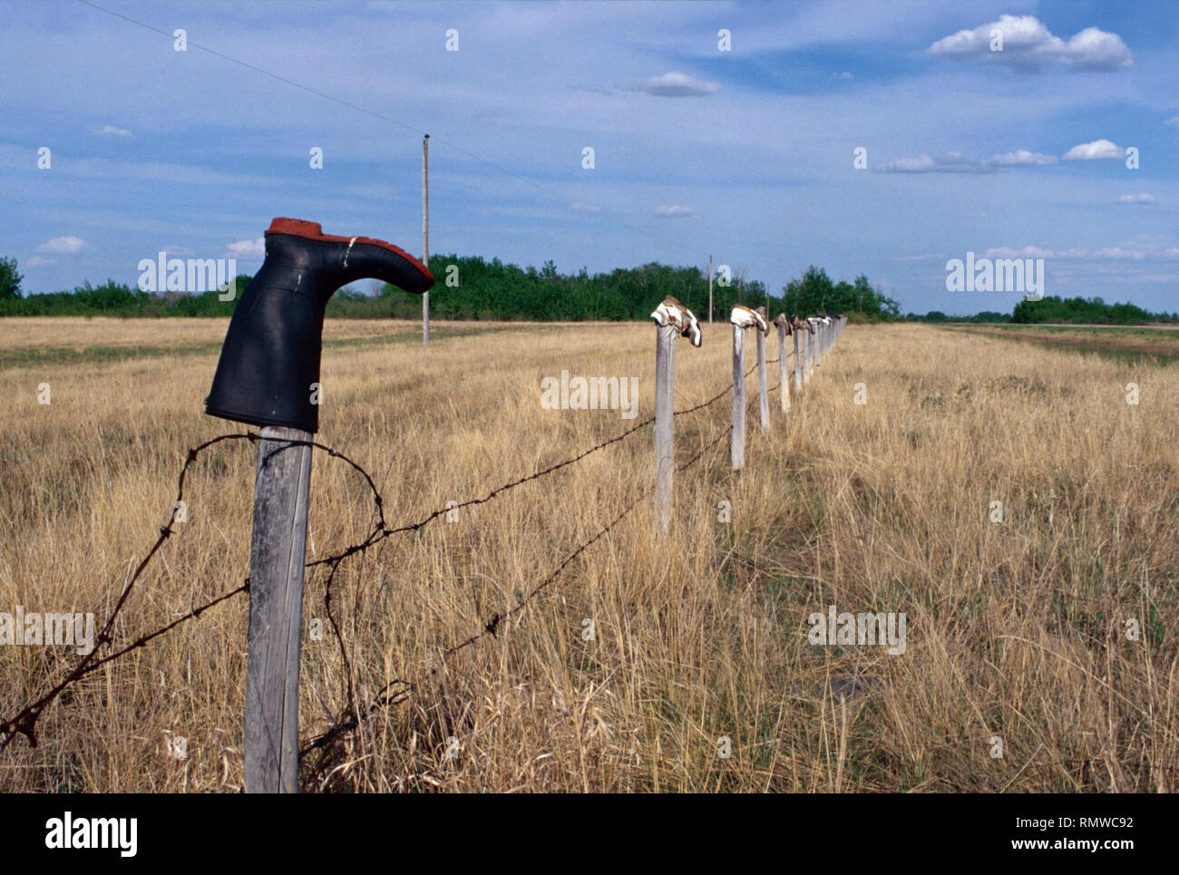 Boot come palo da recinzione caps,Saskatchewan, Canada Foto Stock