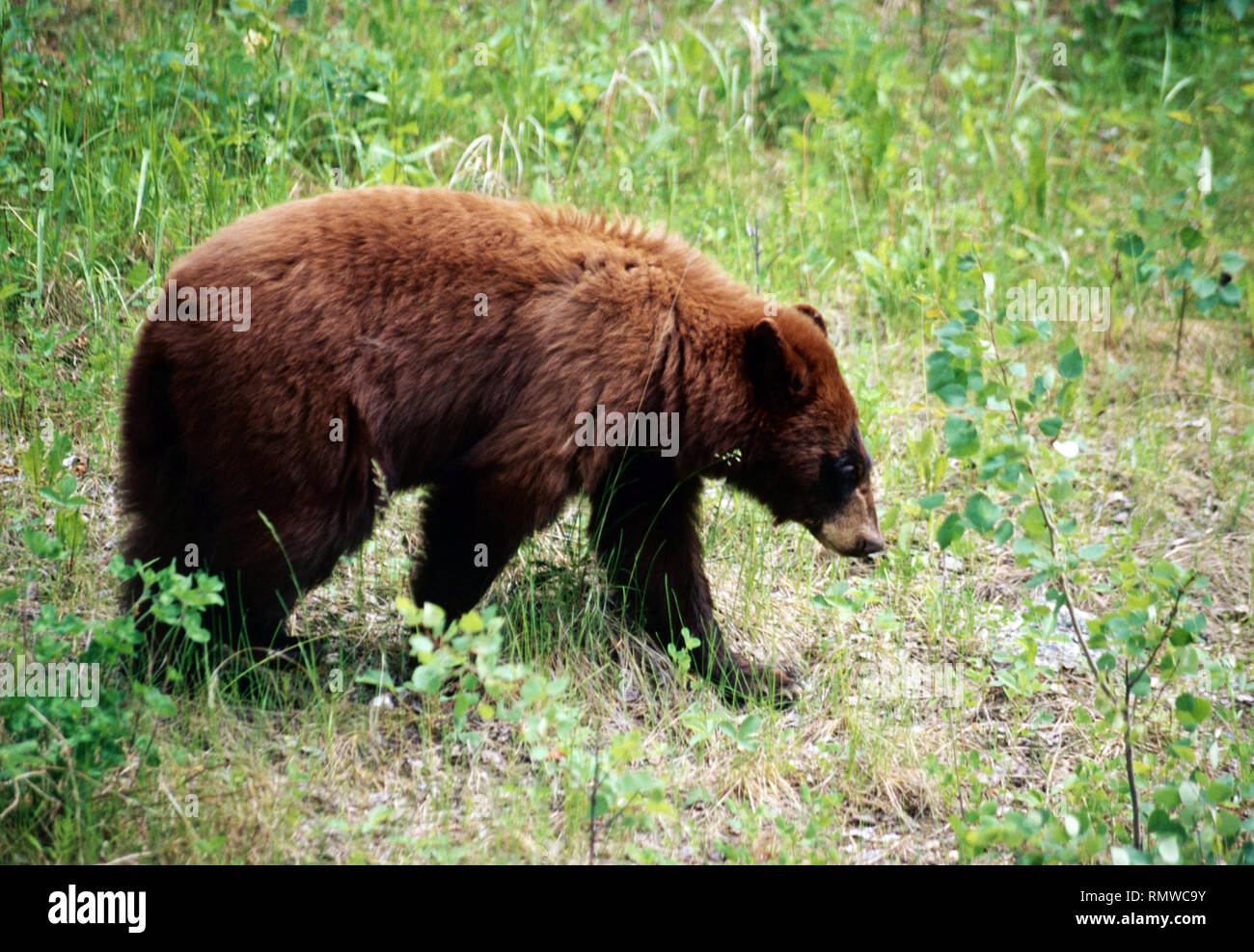 Un orso nero,Prince Albert National,Parco,Saskatchewan, Canada Foto Stock