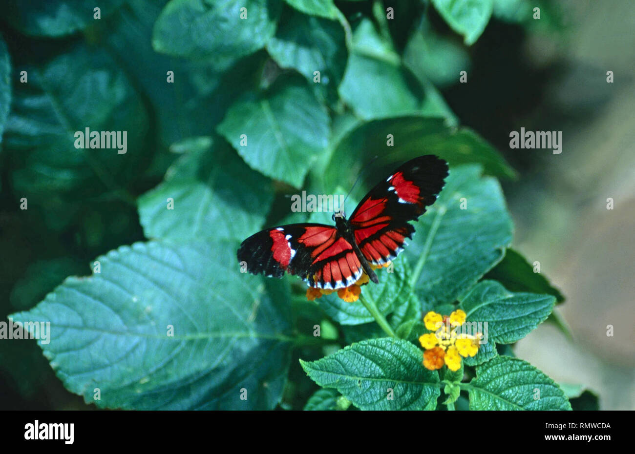 Portalettere butterfly Foto Stock