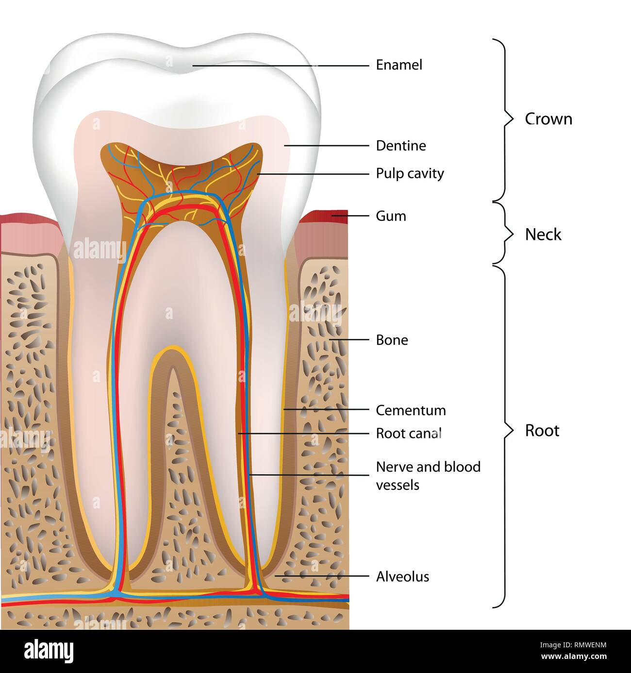 Anatomia dentale medical illustrazione vettoriale su sfondo bianco Illustrazione Vettoriale