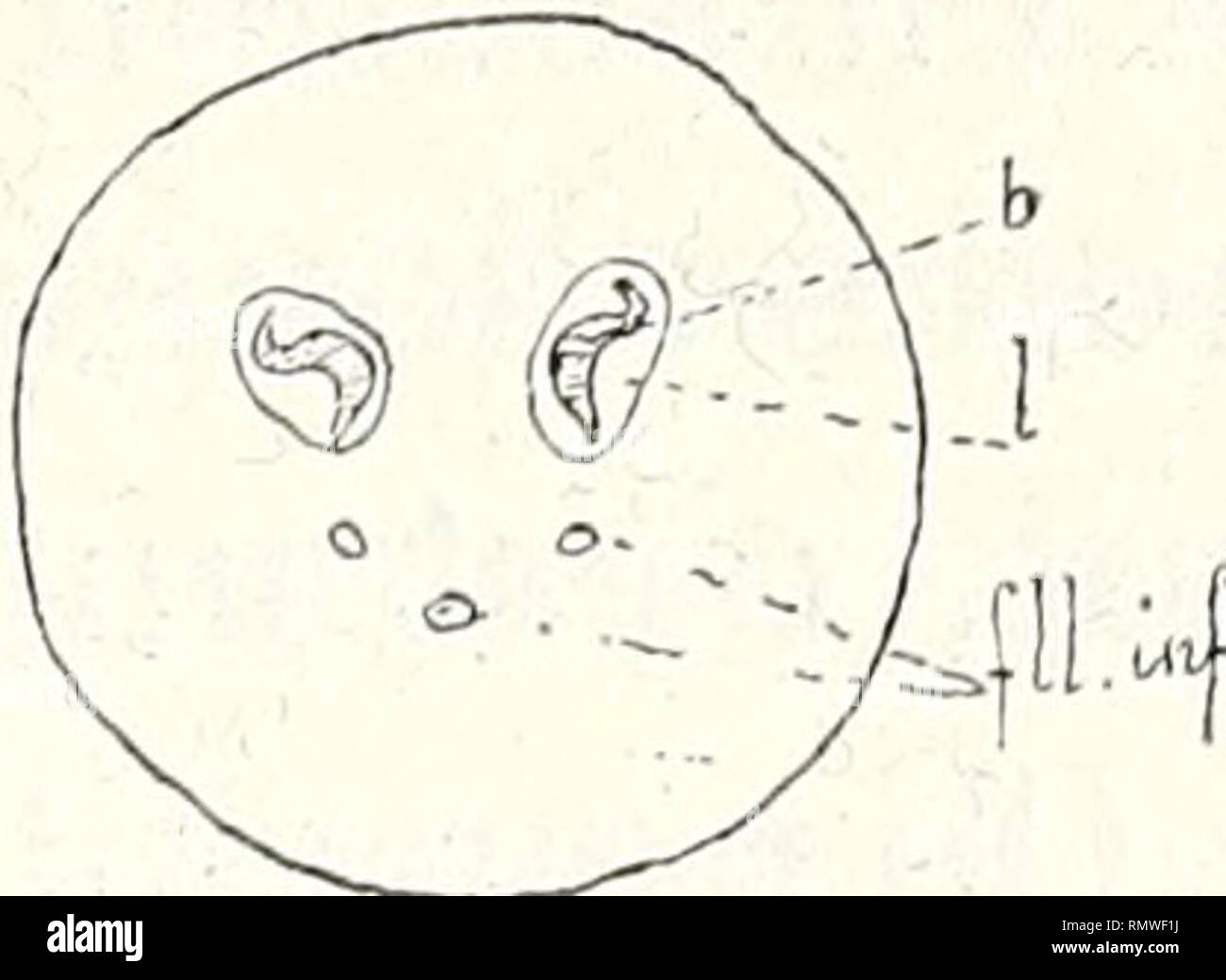 . Annales des Sciences Naturelles Botaniques. La struttura DE LA"feuille DES FOUGERES.. Fier. 52. plus la forme de cornue, à causa : 1° de la disposition du nombre et des dimensioni de ses faisceaux libéroligneux (fig. 52) ; 2° de l'esistenza de cellules sécrétrices dans le parenchyme cor- tical, cellules qui inesistente chez quelques Polystichnm. Quant à la conformazione du Bois des gros faisceaux (fig. 52, b)r on peut Ja rapprocher, assez vaguement il est vrai, de la forme hippocampe dont le corps se serait ployé fortement en dehors, de manière à ex une masse très saillante vers le plan de symé Foto Stock