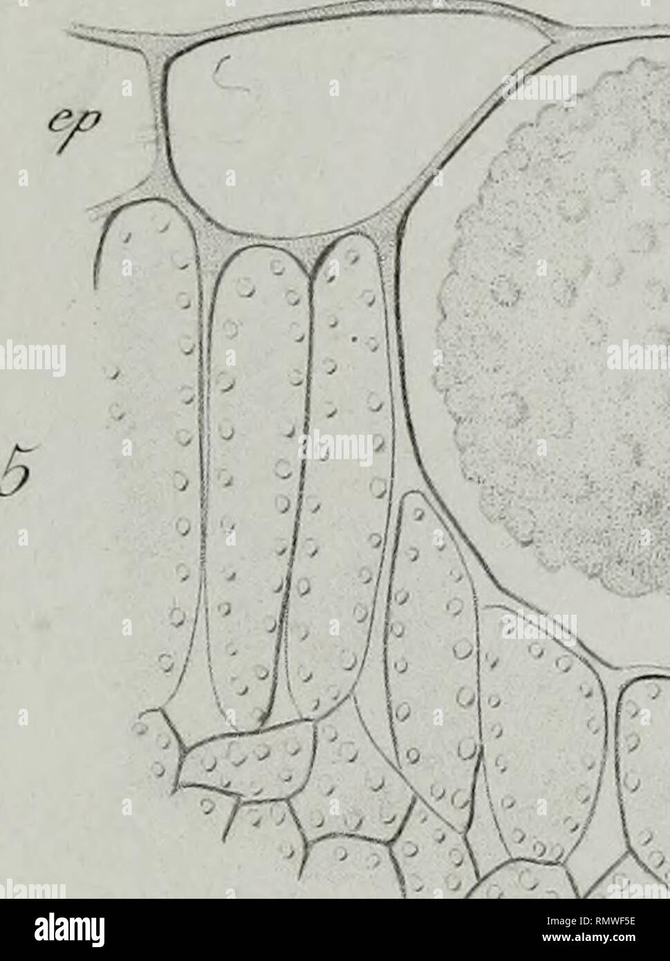 . Annales des Sciences Naturelles Botaniques. . M*. 6 n w&GT;m o. Si prega di notare che queste immagini vengono estratte dalla pagina sottoposta a scansione di immagini che possono essere state migliorate digitalmente per la leggibilità - Colorazione e aspetto di queste illustrazioni potrebbero non perfettamente assomigliano al lavoro originale. Parigi Foto Stock