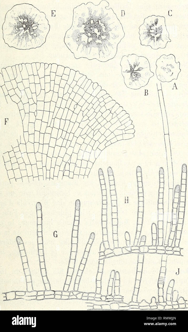 . Annales des Sciences Naturelles Botaniques. SUR QUELQUES MYRIONÉMACÉES. 265. Fig. 23. - Chilionema Nathalix (sur Rhodymema palmata de Roscoff). - A, B, G, D, E, Croquis de Plantes, vues de dessus; les parti indiquées par uu pointillé sont les îlots de filamenti dressés ; les parti non corres pointillées- pondent aux plages nues; a est une plante jeune, B, G, sont plus âgées etD,E sont des plantes adultes (lordo. 6); F, la porzione périphérique du thalle rampante; G, H, J, tratto de file radiales montrant des filamenti dressés d'âge différent et de hauteur inégale (F à J, lordo. 300).. Motivi Foto Stock