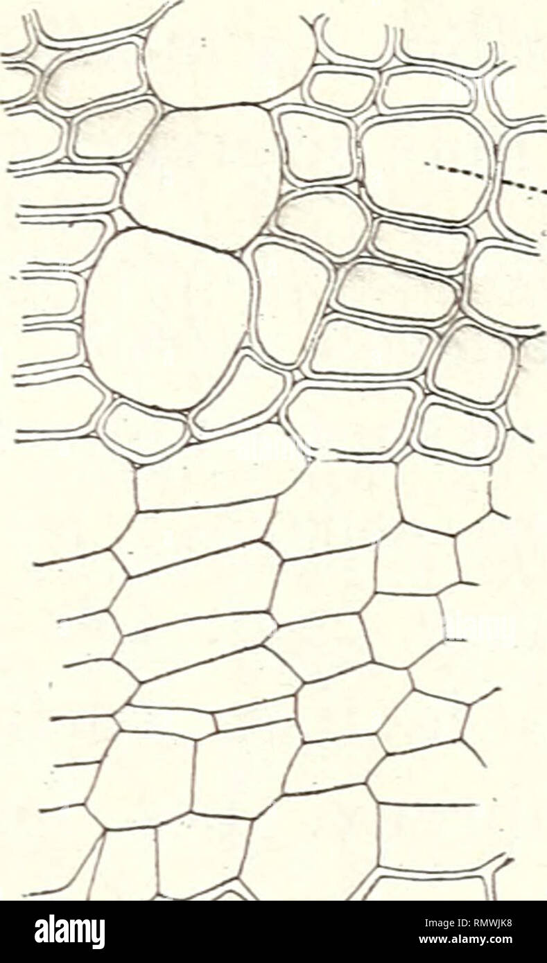 . Annales des Sciences Naturelles Botaniques. ORGANES DE SOSTITUZIONE chez les plantes. 351 séries longitudinales sur les parti latérales des rameaux. Les feuilles portées par la flèche sont aussi beaucoup plus pointues. Les flèches de sostituzione ou devenus rameaux verti- caux prennent les caractères de la Flèche normale. Cependant, elles repro- duisent encore un peu les caractères des rami dont elles sont les omo loghi; et les différences qui inesistente entre une flèche de sostituzione et les ramificazioni normales de l'arbre sont moins accusées que celles que je viens de segnalatore en Foto Stock