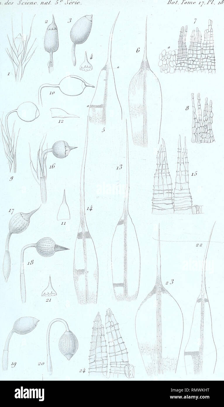 . Annales des Sciences Naturelles Botaniques. Ajui.des csasp/ic. naf. 5e Sér/e /. Un . F. Alaruin de/. Pierre , <?/? Hybrides de Moutfs&ir. Io"", 4 . Ï"/""", /• V".,7/. ///R,"""/e è Pa. Si prega di notare che queste immagini vengono estratte dalla pagina sottoposta a scansione di immagini che possono essere state migliorate digitalmente per la leggibilità - Colorazione e aspetto di queste illustrazioni potrebbero non perfettamente assomigliano al lavoro originale. Parigi Foto Stock . Annales des Sciences Naturelles Botaniques. Ajui.des csasp/ic. naf. 5e Sér/e /. Un . F. Alaruin de/. Pierre , <?/? Hybrides de Moutfs&ir. Io"", 4 . Ï"/""", /• V".,7/. ///R,"""/e è Pa. Si prega di notare che queste immagini vengono estratte dalla pagina sottoposta a scansione di immagini che possono essere state migliorate digitalmente per la leggibilità - Colorazione e aspetto di queste illustrazioni potrebbero non perfettamente assomigliano al lavoro originale. Parigi Foto Stock