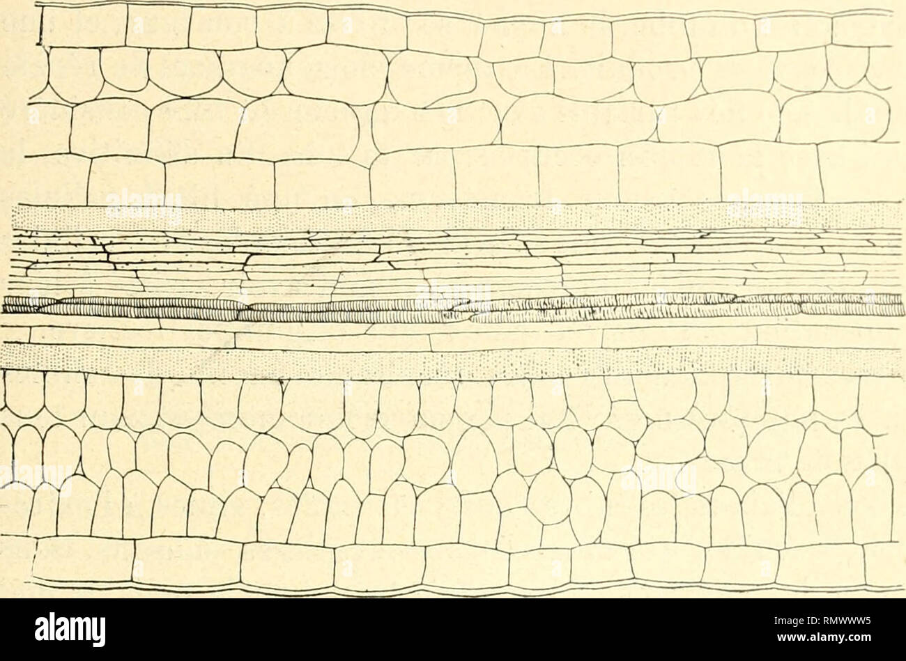 . Annales des Sciences Naturelles. Piante; biologia. CORPS VÉGÉTATIF des plantes vasculaires 9 giieur pouvant dépasser la moitié de la longueur de la"feuille. Pour constater cette disposition fare l'appareil sécréteur, telle que nous venons de la décrire, il l'aut s'adresser à des. ...T- Fiy. G. T. baccala. - Porzione d'une coupe longitudinale faite dans la l'i'gion médiane d'une"feuille très jeune : /, tubo sécréteur situé en dehors du phloènie ; t", tubo sécréteur situé en dedans du xvlènie. parti de la plante en voie de développement. Par esempio su doit prendre des feuilles très jeunes Foto Stock