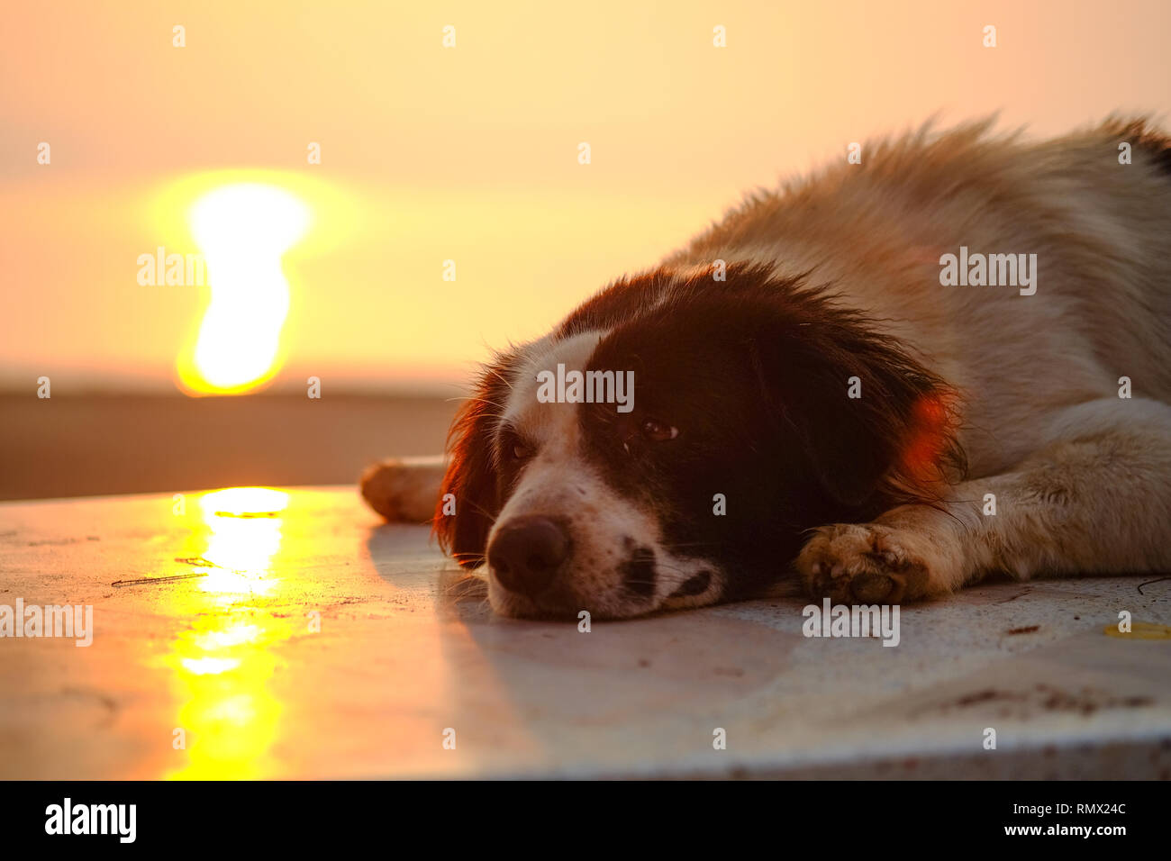 Lazy Dog sdraiato sul pavimento, l'illuminazione soffusa di mattina. Foto Stock