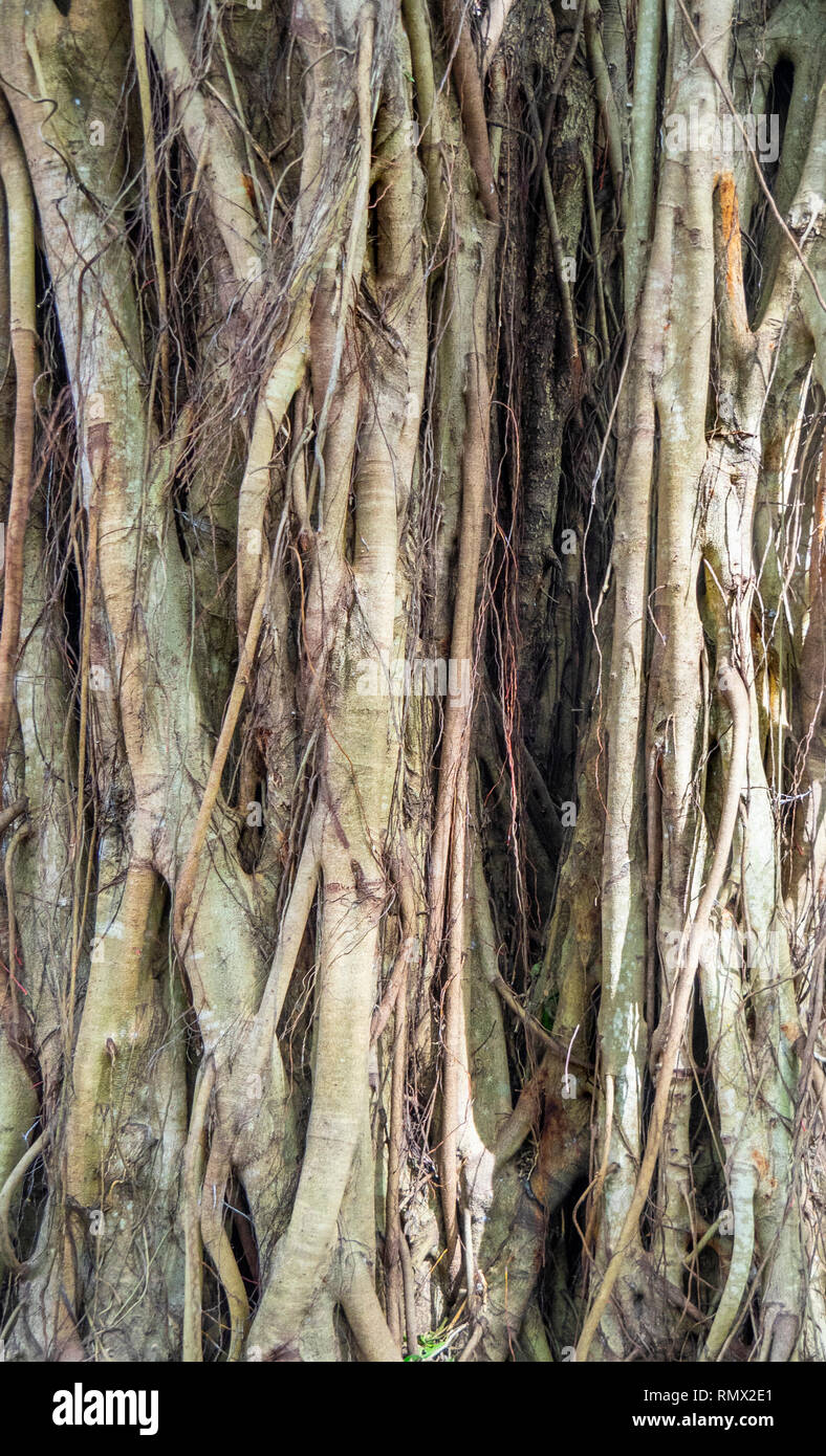 Epifite Banyan fig tree radici aeree Foto Stock