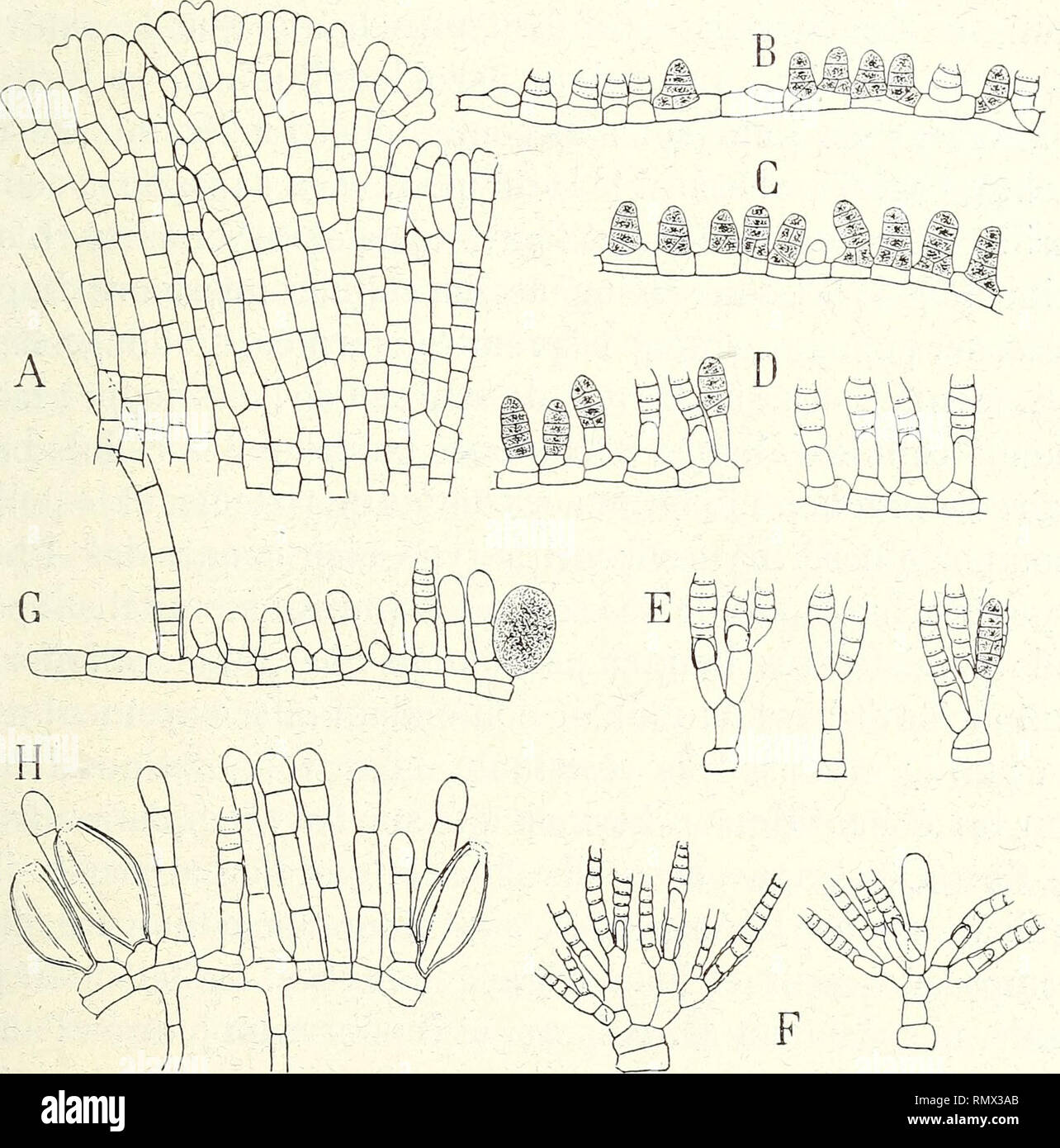 . Annales des Sciences Naturelles Botaniques. SUR QUELQUES MYRIONÉMACÉES. 205 auxquels elles serviront de supporto. Sur les plantes à accrois- sement rapide, ils forment une sorte de couronne à une ou quelques cellules de distanza de la périphérie ; ils naissent plus tard sur les plantes de petite taille, à accroissement plus quaresima .. Fig. 9. - Myrionema vulgare (sur Ulva lactuca, Gijon, 17 septembre 1895). Tous les individus étudiés portaient des méiosporanges. - Una porzione périphérique du thalle rampante, vu de dessous ; R, C, D, Sporanges pluriloculaires pris dans les parti jeunes et d'âge mo Foto Stock