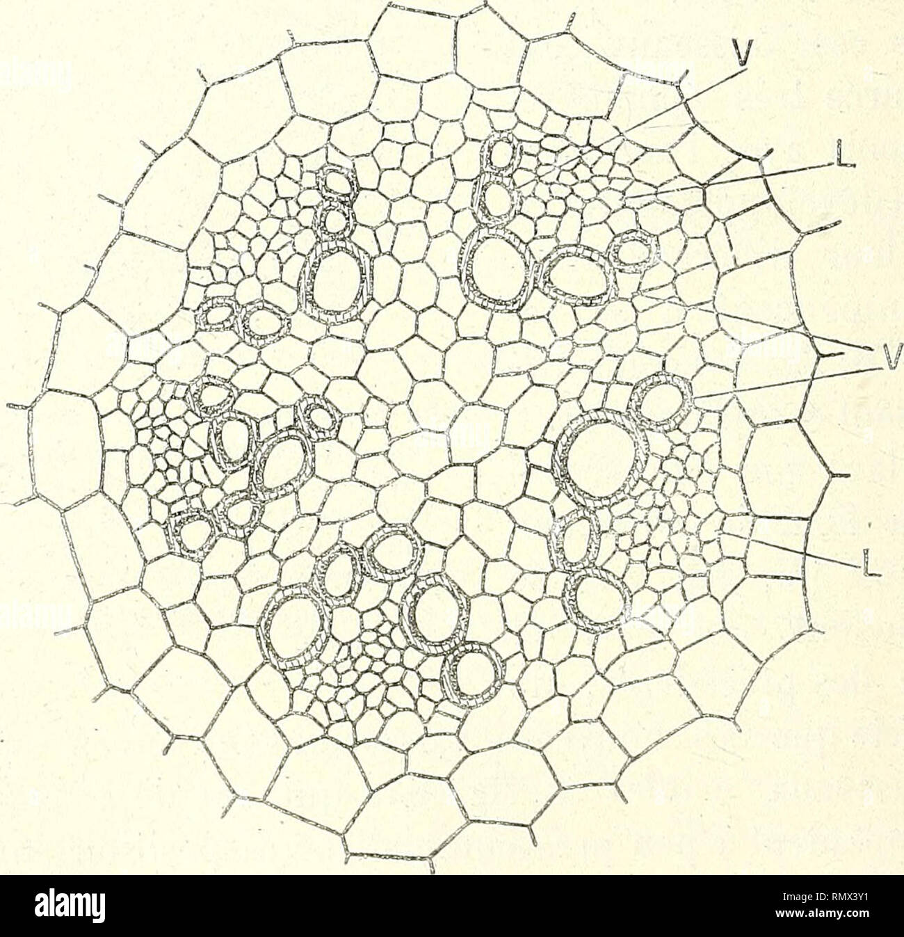 . Annales des Sciences Naturelles Botaniques. 54, - t. pungens. - État plus âgé que le précédent (flg. 53). - B, alternes vaisseaux en voie de disparition; V, vaisseaux intermédiaires et superposés; L, faisceau criblé.. Fig. 55. - T. pungens. - État plus âgé, encore que le précédent (flg. 54). - V, vais- seaux entourant le faisceau criblé L; il n'existe plus aucun vestigia des vaisseaux primitifs.. Si prega di notare che queste immagini vengono estratte dalla pagina sottoposta a scansione di immagini che possono essere state migliorate digitalmente per la leggibilità - Colorazione e aspetto di queste illustrazioni potrebbero non perfettamente resembl Foto Stock