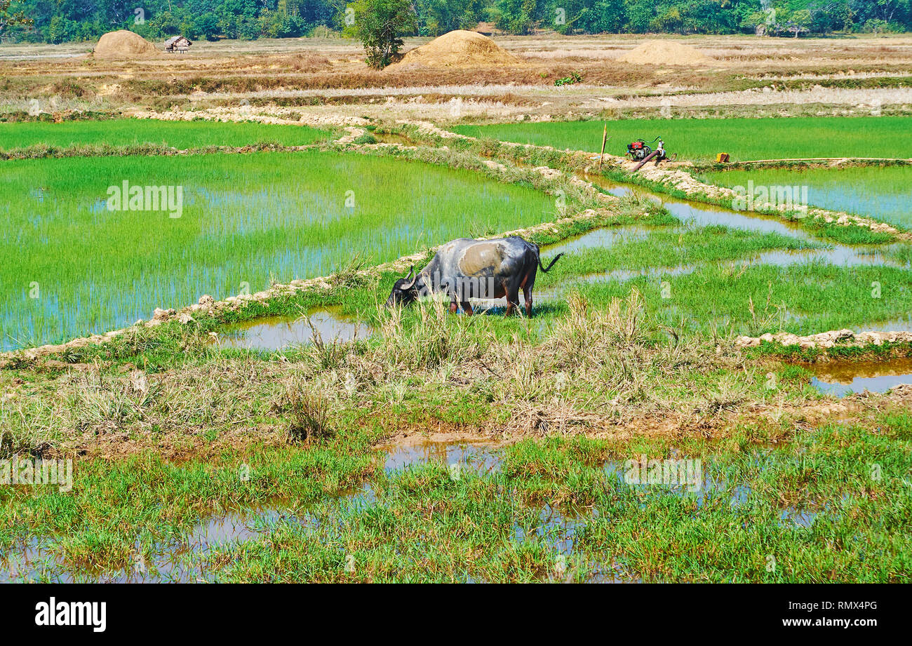 Il grande nero buffalo bevande acqua nella zona umida di fronte paddy-campi di Bago sobborgo, Myanmar. Foto Stock