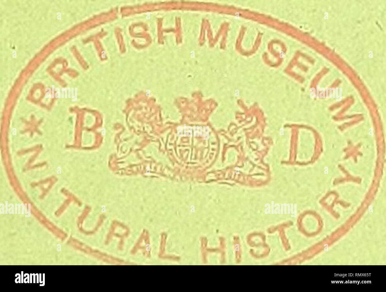 . Annales des Sciences Naturelles Botaniques. 87e ANNÉE. - IX" SÉRIE. T. XIII. N°s 3 à 6. ANNALES 0 ES SCIENCES NATURELLES NEUVIÈME SÉRIE BOTANIQUE CQ M P RE N A N'.T L'anato MIE, LA PHYSIOLOGIE ET LA CLASSIFICAZIONE DES VÉGÉTAUX VIVANTS ET FOSSILES PUBLIER SOUS LA OIKECTIO.N DE M. PH. V,un'TIEGHEM TOME XIII. - N"s 3 à 6,. PARIS MASSON ET O, LIBRAIRES ÉDITEURS DE i/Académie de Médecine 120, Itoulevard iaint-Uermain 1911 Parigi, 30 fr. - Départements et étranger, 32 fr. Ce cahier a été publié en juin 1911. Les Annales des Sciences naturelles par paraissent cahiers mensuels.. Si prega di notare che il TS Foto Stock