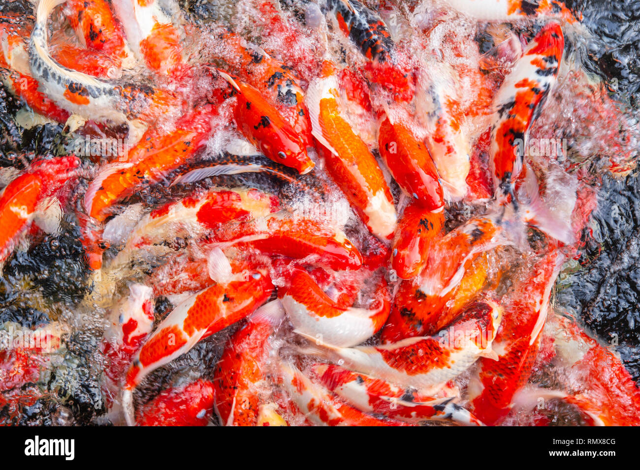 Colorata giapponese o Koi Carp rosso pesce affollata vista superiore nel parco di stagno. Foto Stock