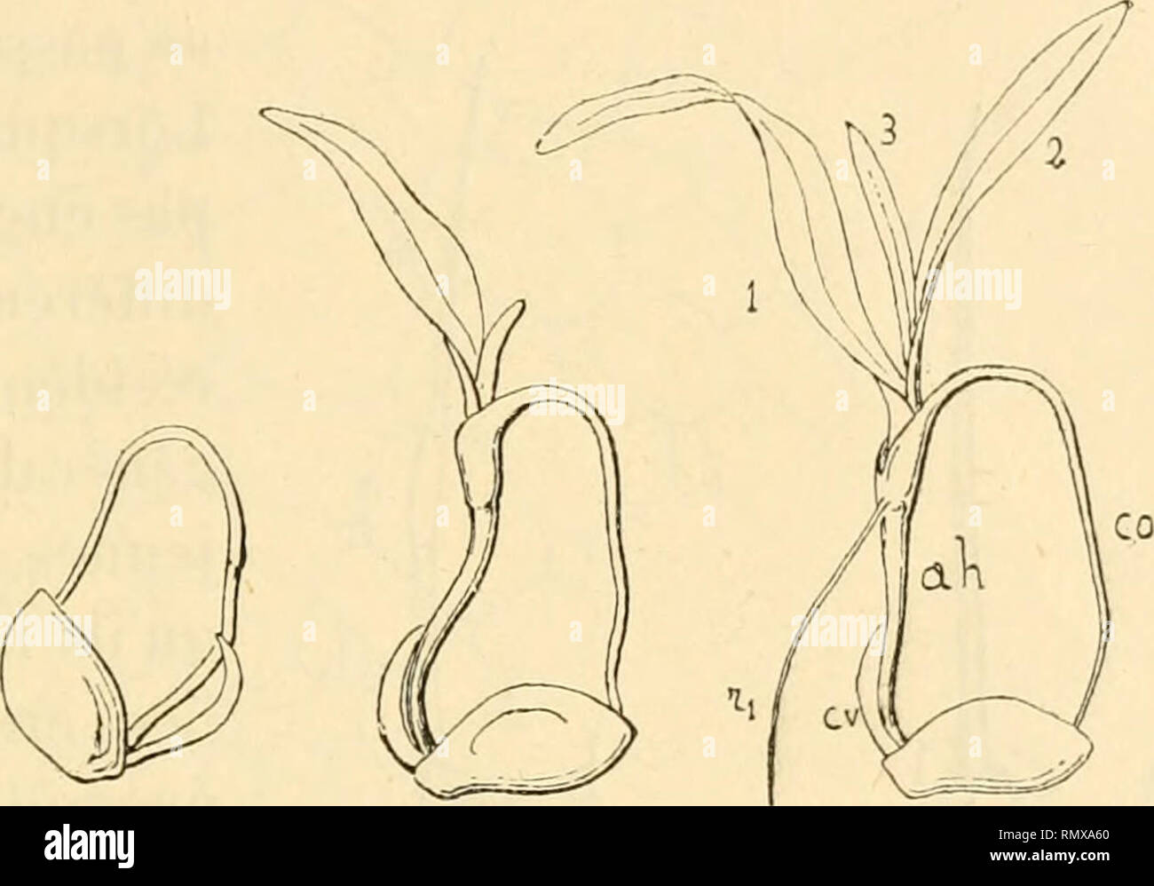 . Annales des Sciences Naturelles. Piante; biologia. HECIIKRCÎIPZS SUR LES PLANTES AQLATIOrES 05. le cotylédon pouvant rester par son extréniitr dans la cavité du frutta, parfois jusqu'à l'apparizione d'onu certo noml)re de feuilles et se tléliir dans celte posizione (fig. 0(3). A la l)come(" de hypocotylé fiscali, qui sauvent reste loni;lrnips enveloppée des deux parti écartées du p('4ieari)e il existe toujours onu foi-l lalon, indiquant la région du collet et au(|uel la racine principale s'attache non au milieu, mais loul à fait sur le coté. Là, comme chez lesButomées et les Alismacées, se fi Foto Stock