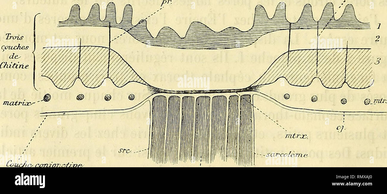 . Annales des Sciences Naturelles. Zoologia; biologia. 8 SCHIlIKEH^ITISCn. pitres suivants. Cellula di Leydig décrit la couche chitinogène des Arai- gnées, Comme une masse plasmique avec des noyaux. Une pareille formazione (matrice) se trouve dans l'addome et dans le torace; mais sur les mandibules, sur les maxilles (pi. IV, fig. 4), sur les filières (pi. III, fig. 12 et 43), Sous les poumons, les cellules de la couche chitinogène sont bien marquées et elles atteignent une hauteur assez grande et à la faccia anté- rieure des maxilles le bord interne de cette couche est ondulé, aspetto dû à la variazione de la Foto Stock