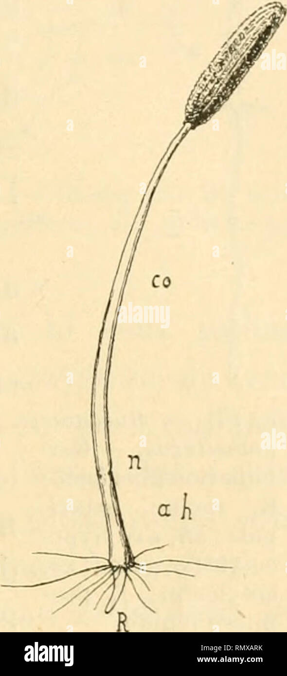 . Annales des Sciences Naturelles. Piante; biologia. RECHERCHES SUR LES PLANTES AQUATIQUES (il 9 Morphologie externe. L'embryon étant droit, en se développant il s'allonge à peu près parallèlement au grand ax de la graine, conservant ainsi la direzione qu'il possède à Tintérieur de celle-ci. Parfois la petite plante reste quelque temps couchée sur le sol, d'autres fois elle se dresse verticalement dès le debutto de la germinazione. Examinons onu de ces jeunes piante, lorsqu'il un acquis une longueur de 1 centimètre environ (tîg.26). Tout d'abord on n'y distingue que trois parti d'longueur inégale Foto Stock