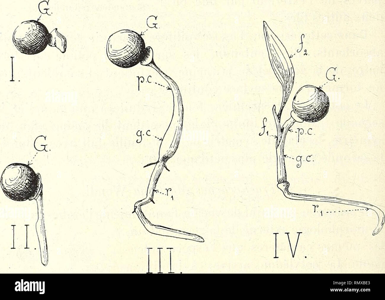 . Annales des Sciences Naturelles Botaniques. 248 C. L. GATIN un. su osservare des racines latérales assez nombreuses, d'onu dia- mètre un peu inférieur à celui de la racine principale. Ce sont les prime racines latérales qui, ICI, prennent onu grand déve- loppement. 3. Trachycarpus Fortunei Wendl. Cette espèce possède des poils absorbants, disposés comme ceux àxT. Marliana, et les caractères morphologiques externes de sa la germinazione ne diffèrent pas de ceux de cette dernière espèce. § 4. - Corypha L. Corypha umbracûlifera L. La graine est ronde, à albume non ruminé et contient ONU. Fig. 31. Foto Stock