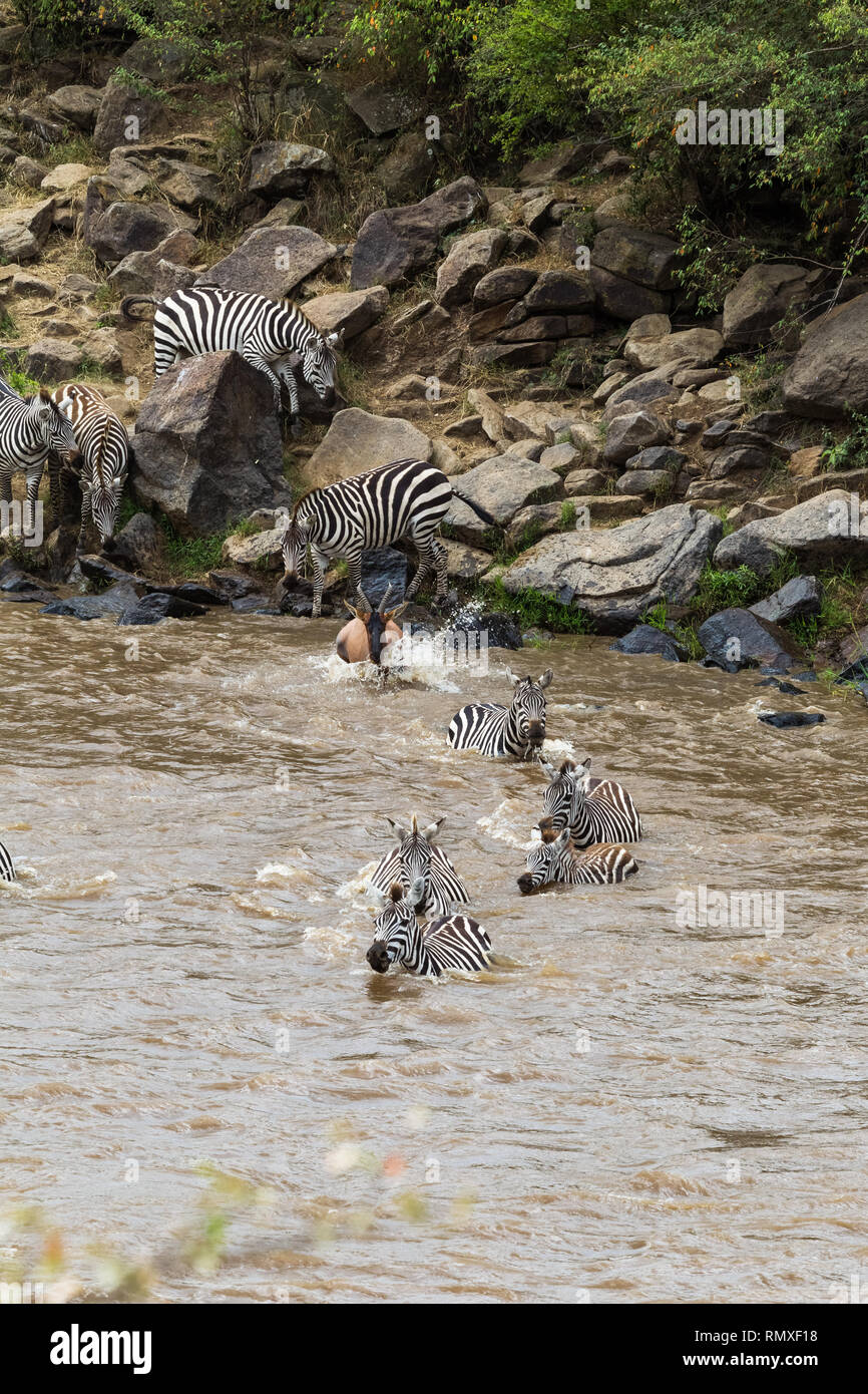 Zebre attraversando il fiume Mara in Kenya. Masai Mara, Africa Foto Stock