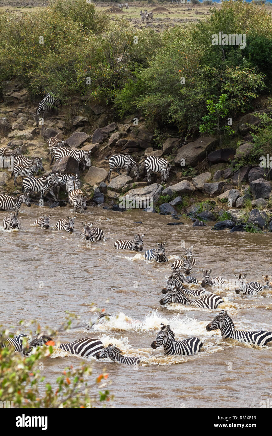 Zebre. Attraversando il fiume Mara in Kenya. Masai Mara, Africa Foto Stock