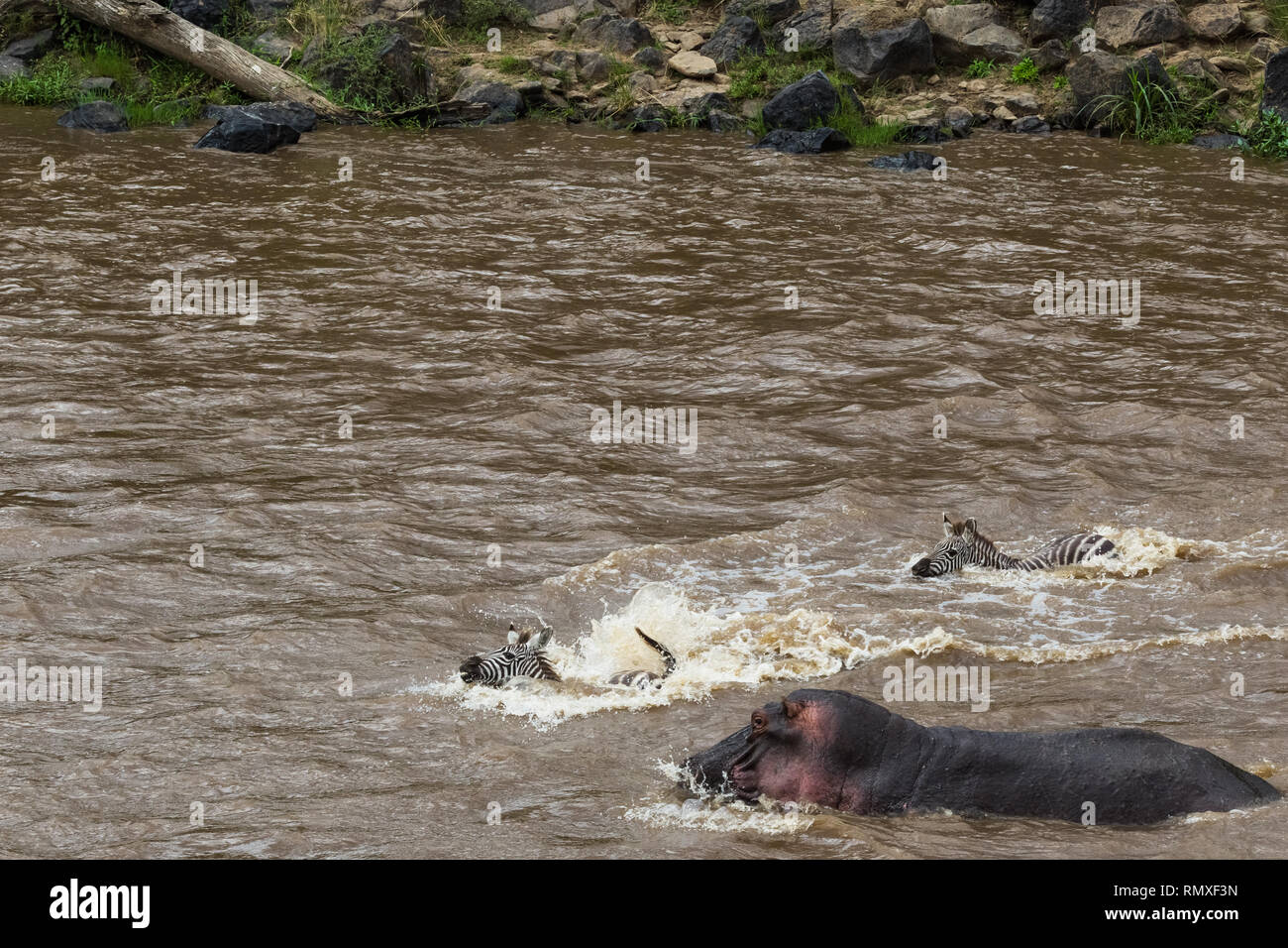 Barriera d'acqua nel percorso della grande migrazione di ungulati. Masai Mara, Kenya Foto Stock