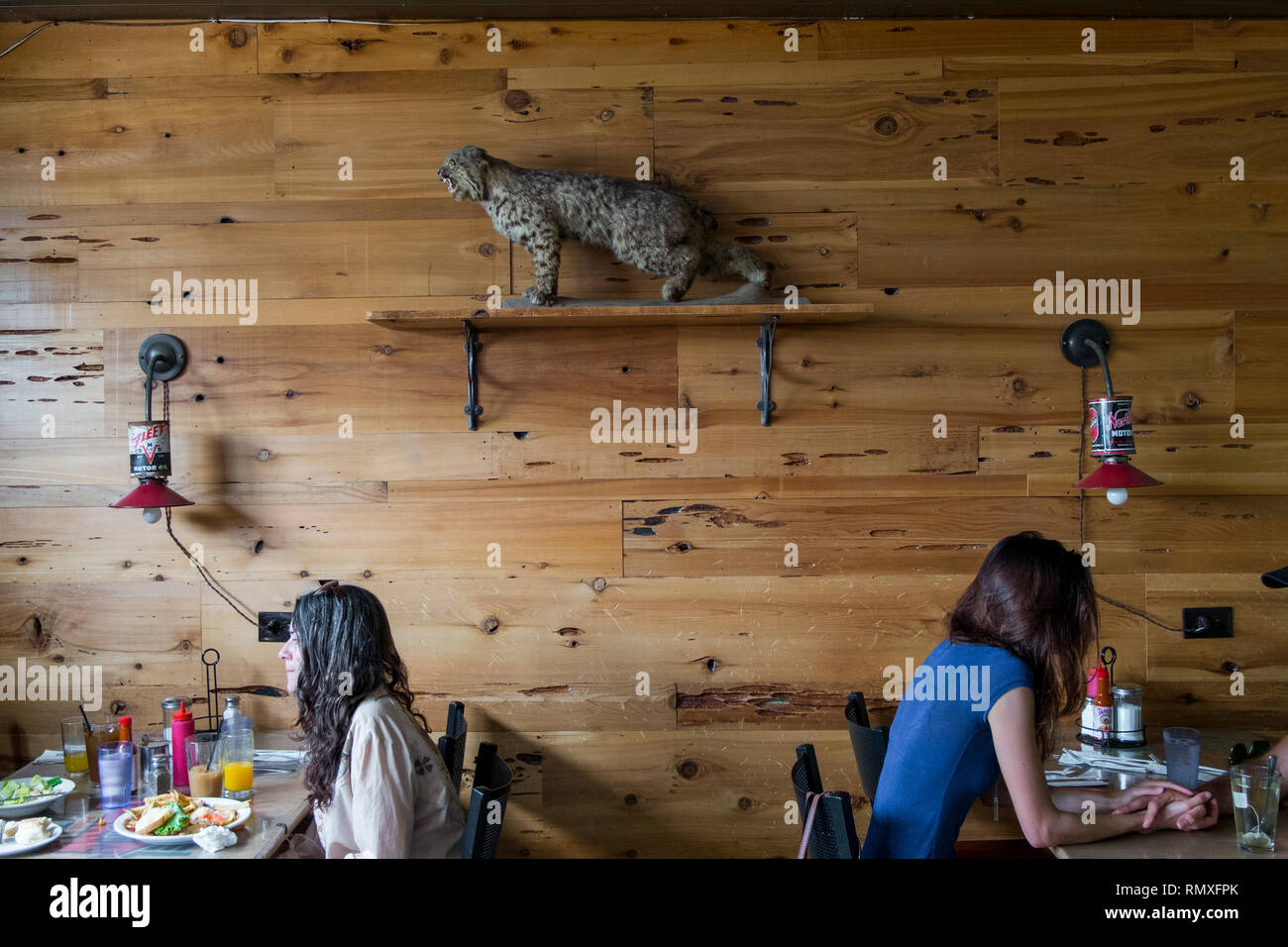 Un bobcat, mountain lion ripiene e su un ripiano in un ristorante di ventinove palme, California. Foto Stock