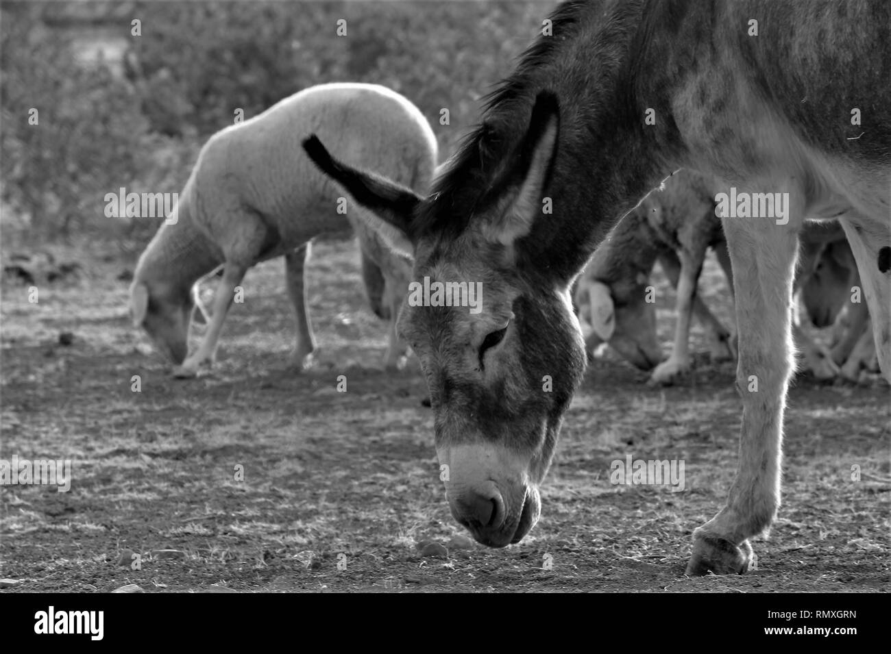 Asino con pecora su sfondo bianco e nero Foto Stock