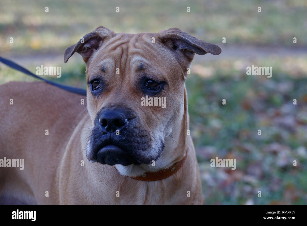 Triste ca de Bou cucciolo è in piedi su un prato d'autunno. Maiorca mastiff o bulldog maiorchino. Gli animali da compagnia. Sei mesi. Foto Stock
