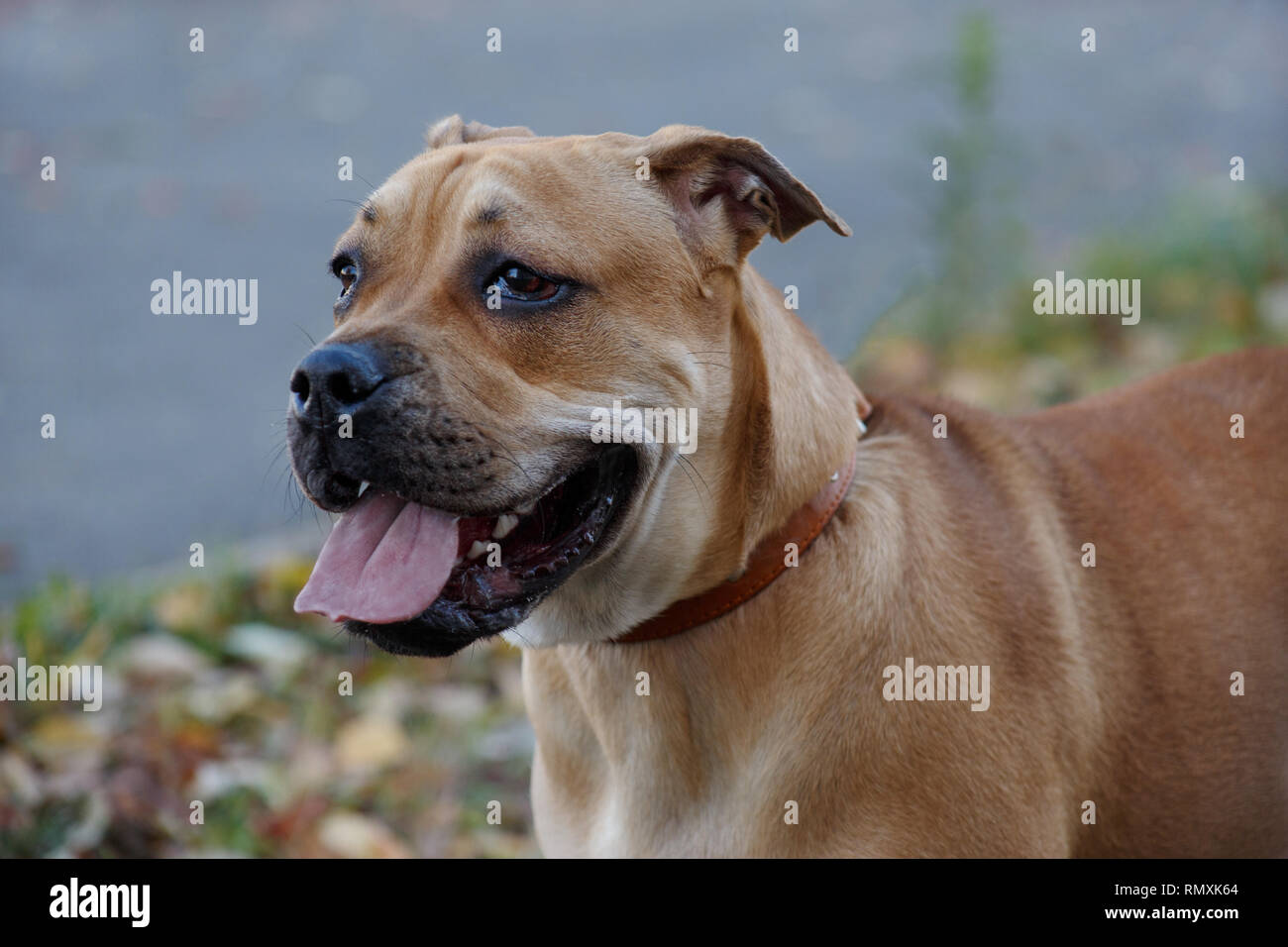 Carino ca de Bou cucciolo con maschera nera vicino. Maiorca mastiff o bulldog maiorchino. Gli animali da compagnia. Sei mesi. Foto Stock