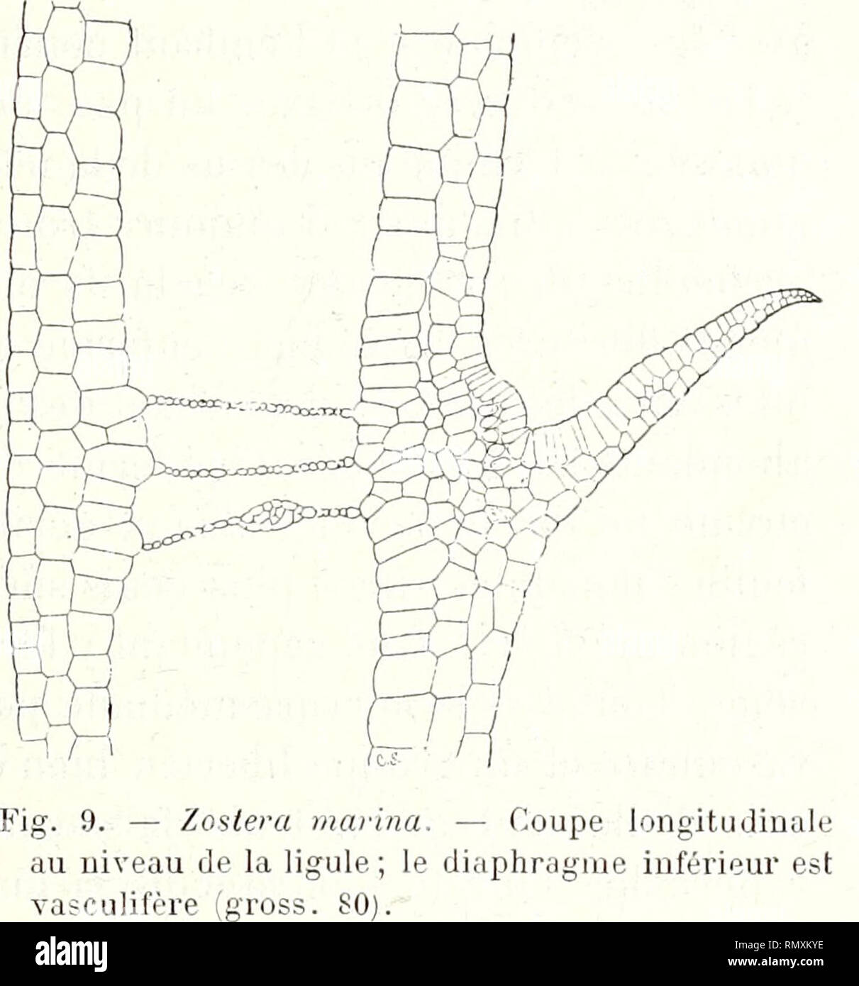 . Annales des Sciences Naturelles Botaniques. FEUILLES DES MONOCOTYLÉDONES AQUATIQUES. 139 de deux épi dermes entre lesquels s'inlroduisent à la base quelques cellules de natura parenchymateuse. La"feuille pos- sède à ce niveau deux, trois, quatre diaphragmes trans- versaux, beaucoup plus rapprochés l'ONU de l'autre qu'ils ne le sont dans toute autre partie, et dont onu au moins est vas- culifère ; aucune propaggine yasculaire ne pénètre dans la ligula. La scivolo du limbe se fait un peu au-dessus de la li- gule ; celle-ci reste attachée à la gaine qui persiste encore quelque temps sur la tige. Foto Stock