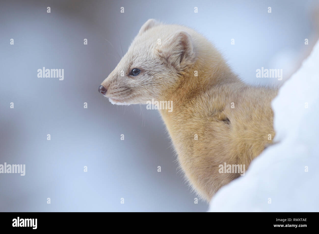 Sable (Martes zibellina) con il suo cappotto invernale sulla neve Foto Stock